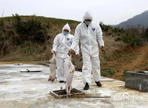死猪如何处理