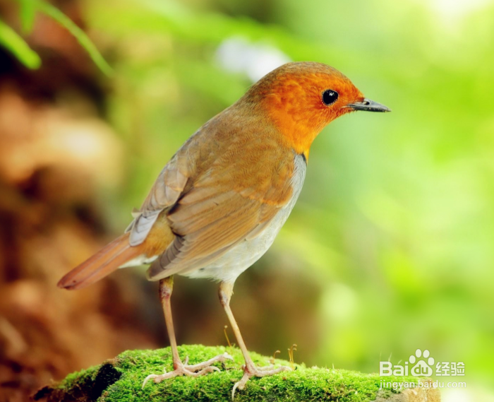 怎样救奄奄一息的小鸟