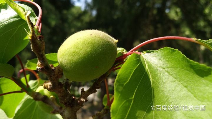 杏子核怎么种才能发芽