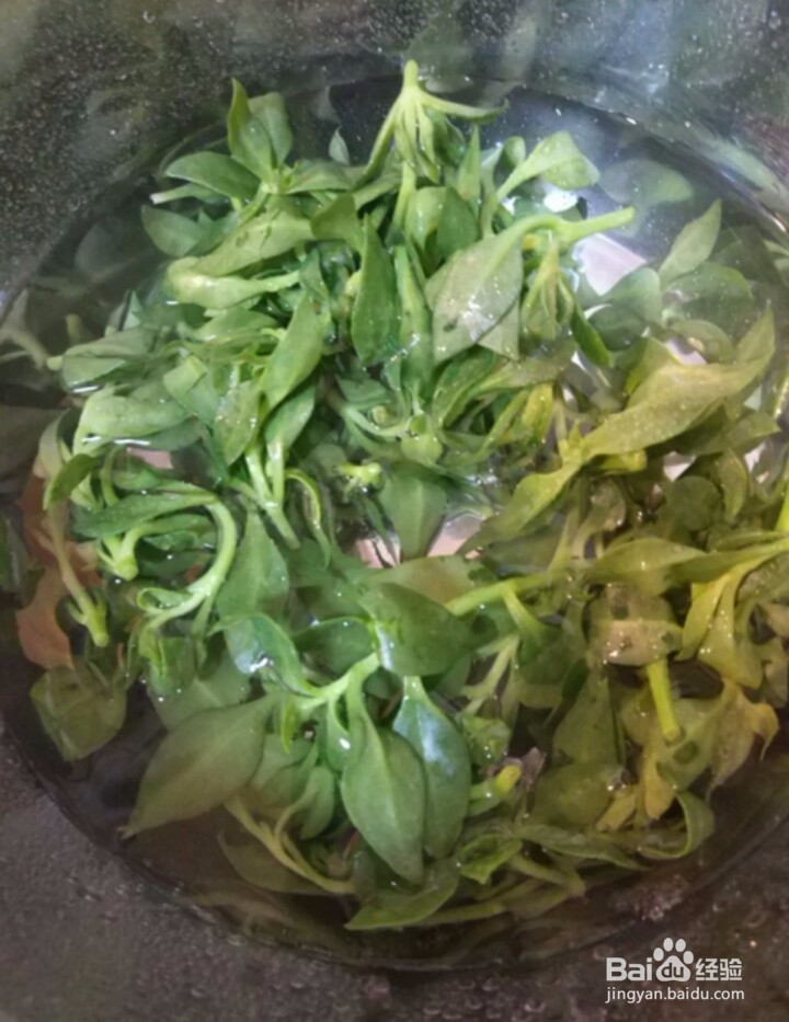 如何麻汁穿心莲？