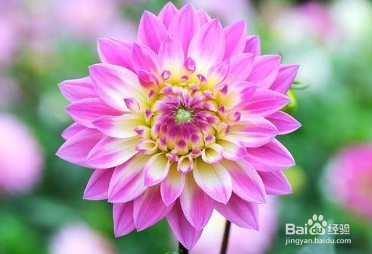 拍花朵有哪些构图技巧