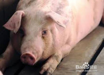 怎样洗猪肺又快又干净