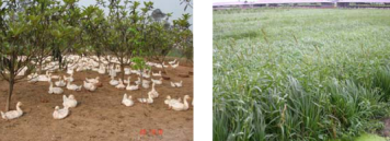 第一章鹅业生产特点