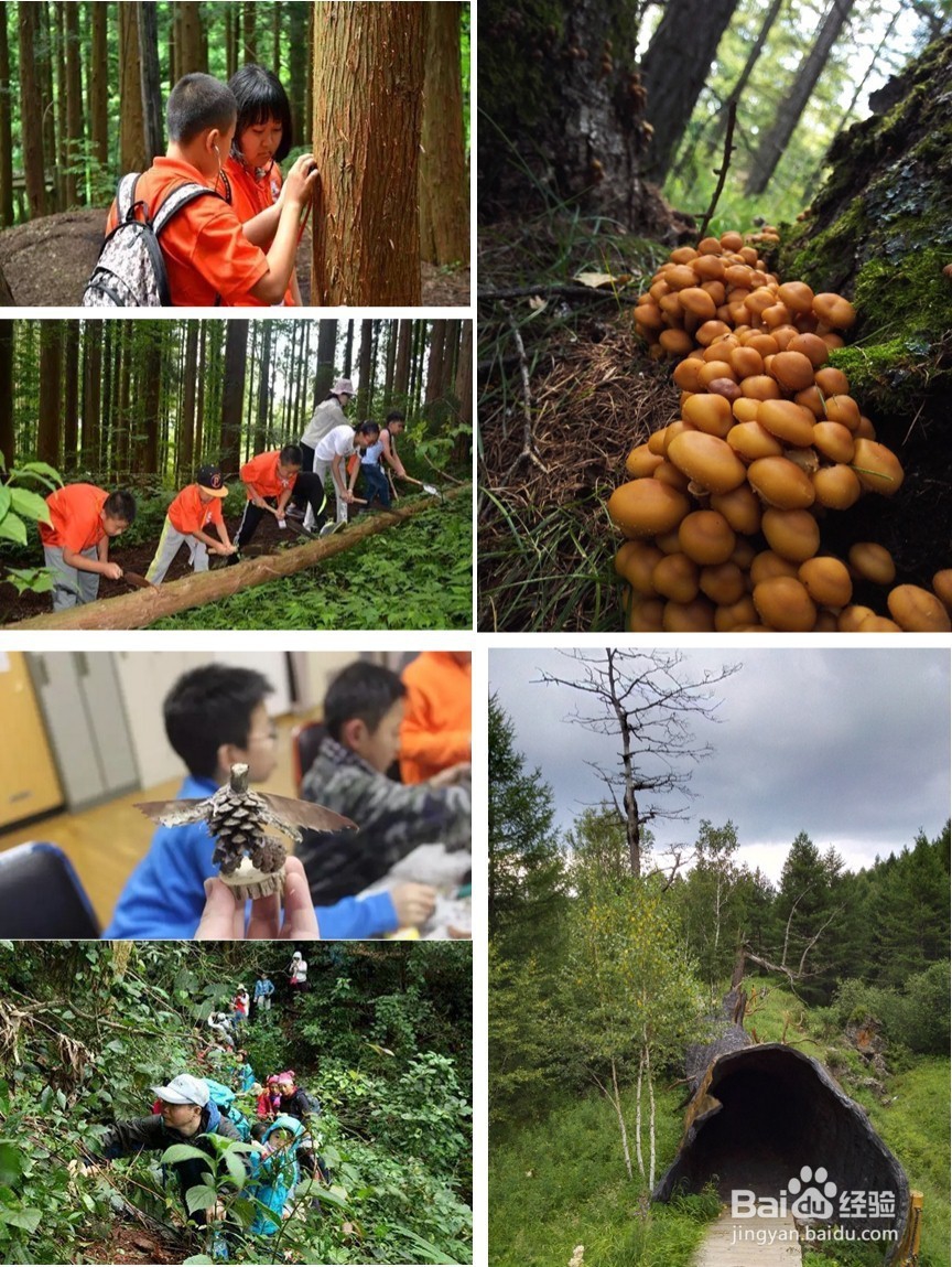 阿尔山奥伦布坎景区——原始森林探险求生