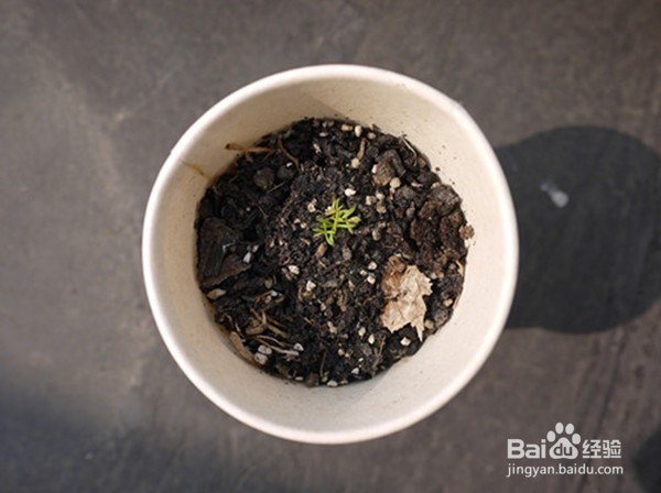 吉普赛满天星怎么种 花园新娘种植时应注意什么