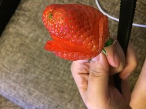 食补佳品草莓玫瑰花的做法