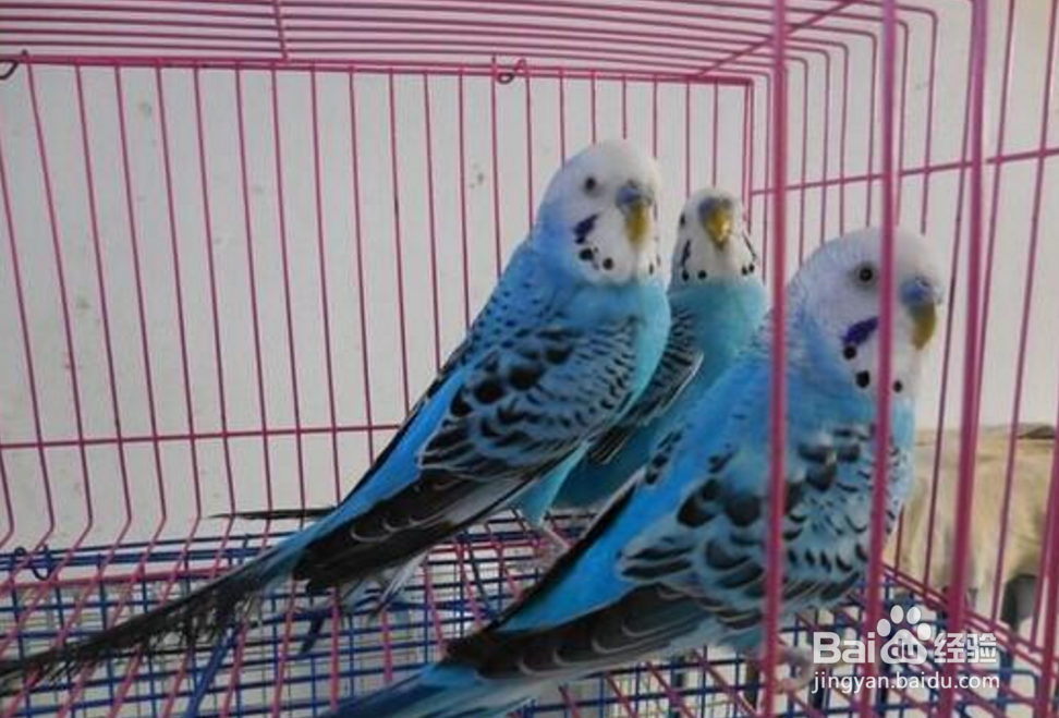 蓝皮鹦鹉怎么养
