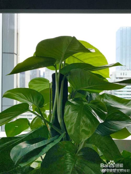 怎么养出大叶的绿萝