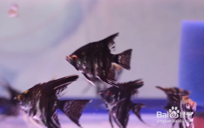 如何对你的鱼缸进行循环