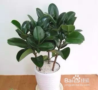 可以带来好运的植物 信不信先放了再说