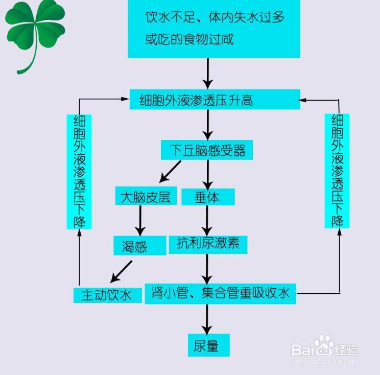 水盐调节过程图解