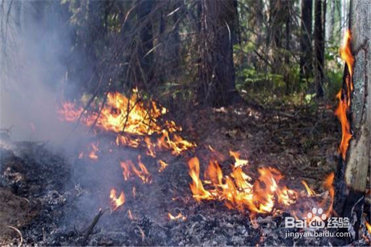 遇森林火灾如何逃生