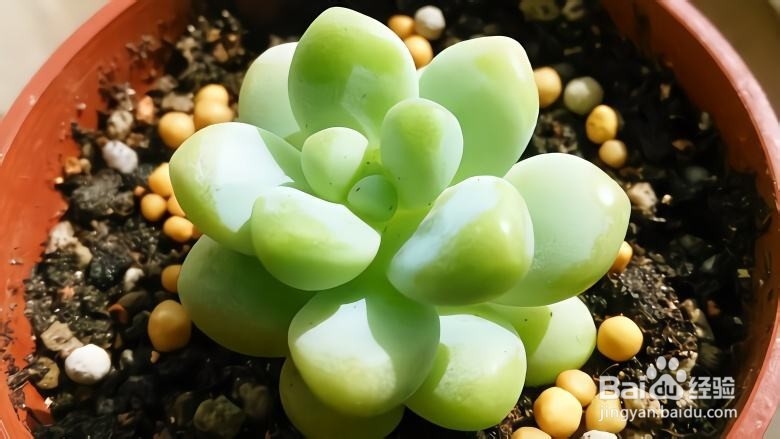 如何种植多肉植物