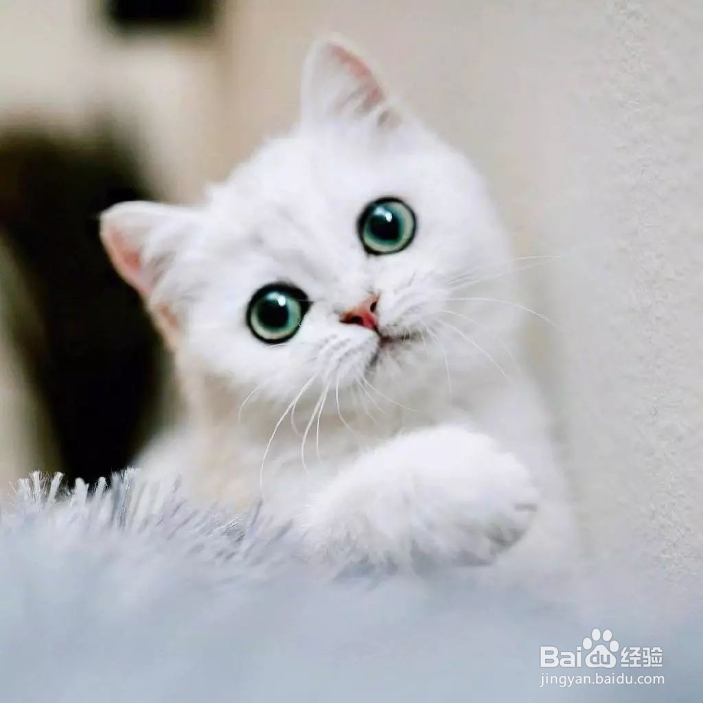 cat音标怎么发