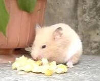 仓鼠跑了_仓鼠越狱了_仓鼠不见了怎么办