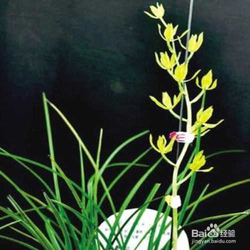 怎么养兰花，兰花为什么不开花？