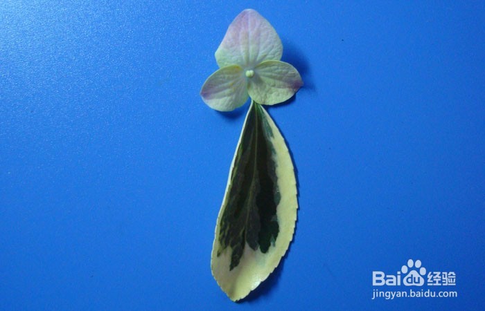 植物拼装画之观赏蝴蝶树