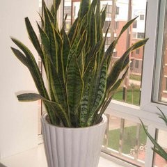 虎皮兰不长怎么办