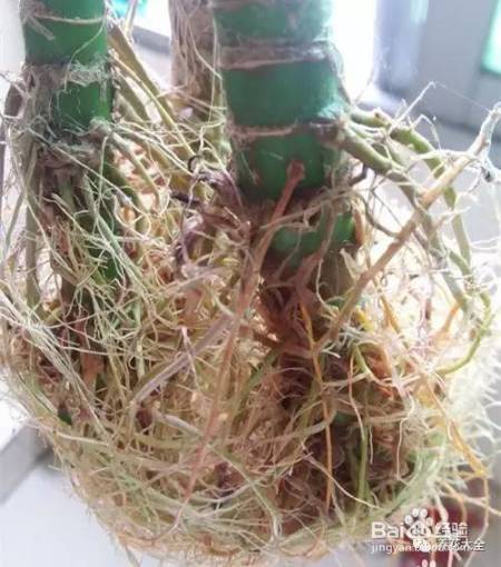 99%的花都死于这1点，看了保花不死！