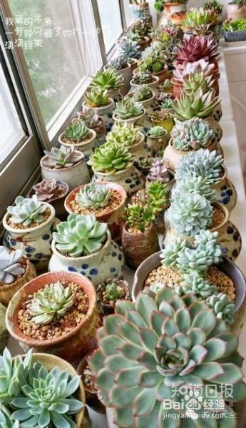 双十一剁手的钱省下来，可以建一个多肉花园了！