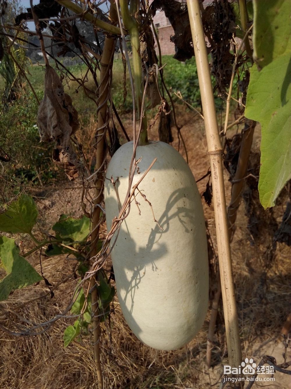 周末去哪里——带孩子去田间走走