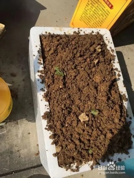 香蕉皮一晒、一泡,胜过花肥,根粗,抗冻强