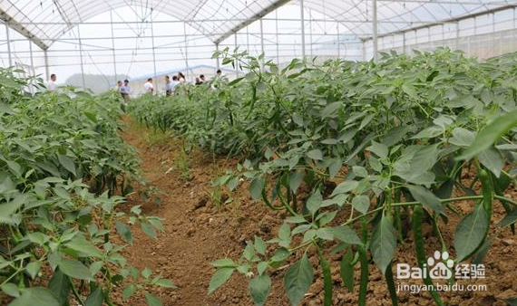 辣椒苗怎么培育出来