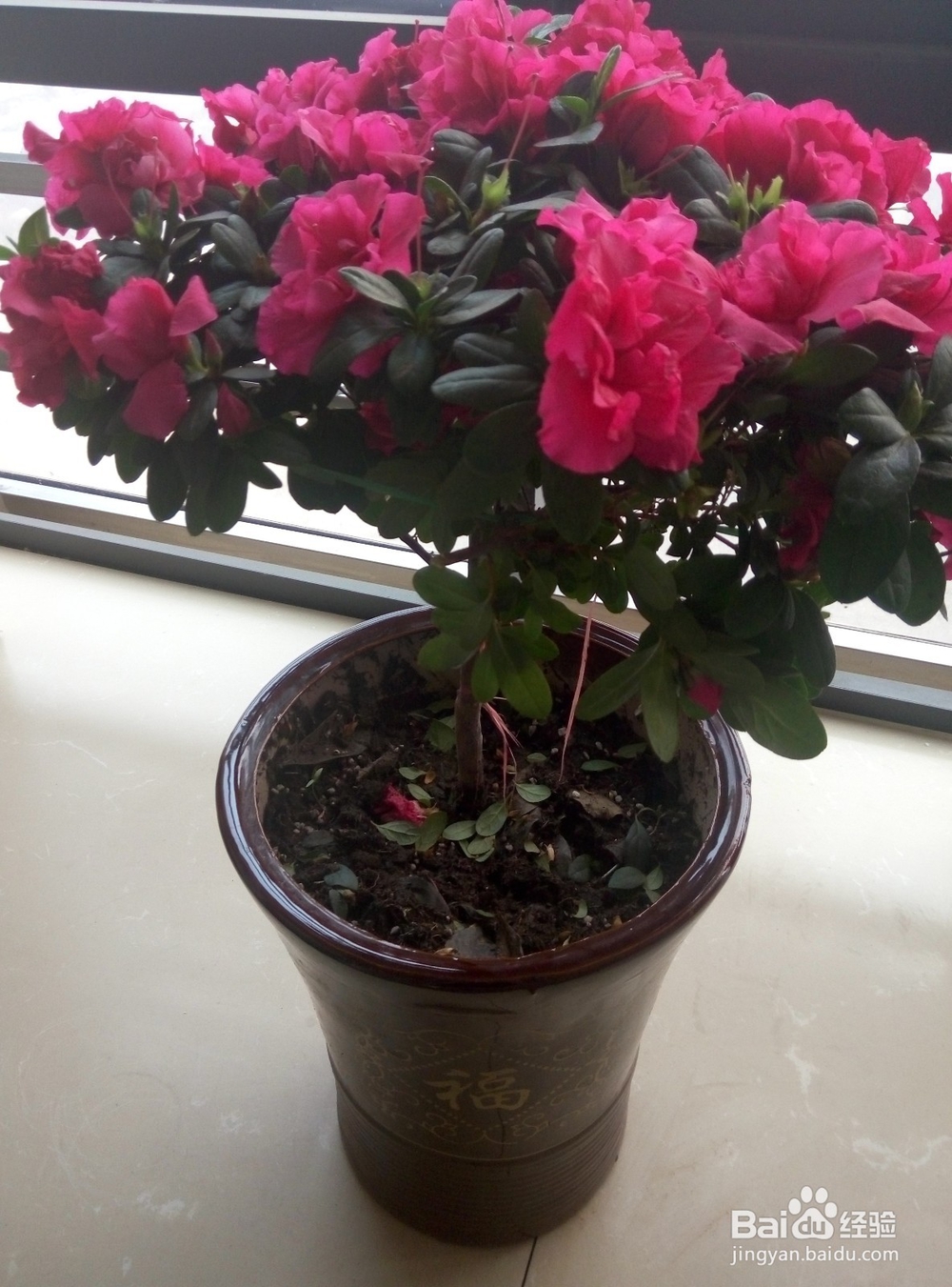 杜鹃花怎么养