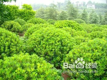 怎么去除房间异味