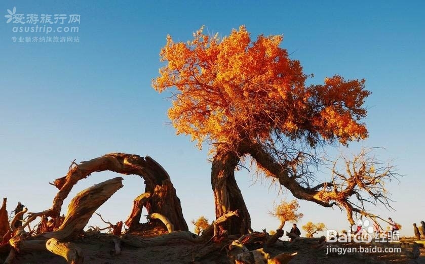 额济纳旅游攻略　