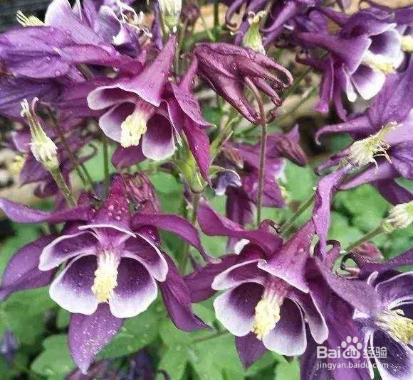 3种花名字“土掉渣”,开花却变成“小清新”!