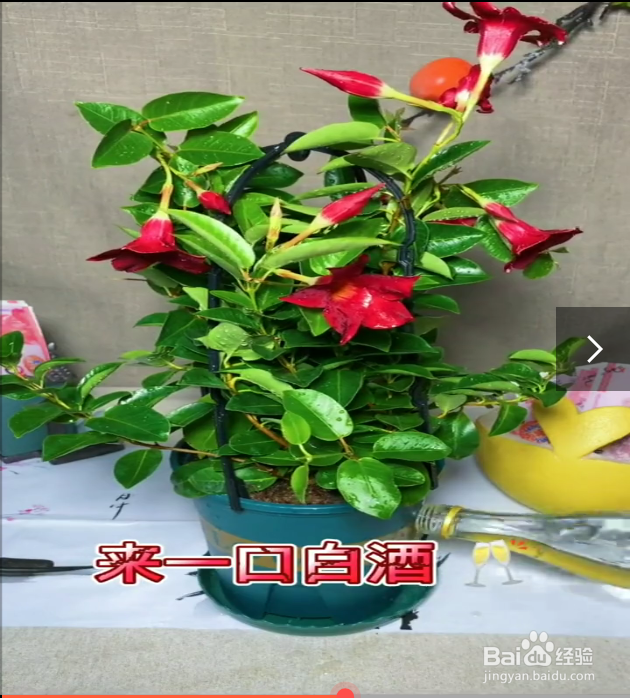 四种养花小妙招