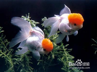 金鱼要怎么养