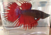 中国斗鱼怎么分辨公母