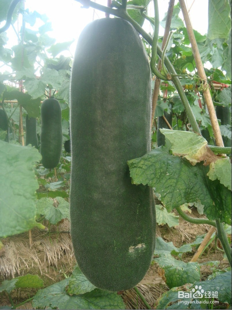 冬瓜要怎么贮存?冬瓜有什么的功效?