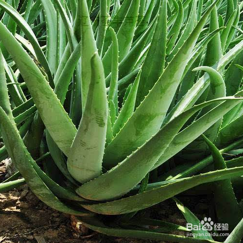 怎样解决芦荟黄叶的问题?