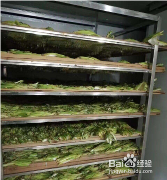 梅干菜烘干工艺方法