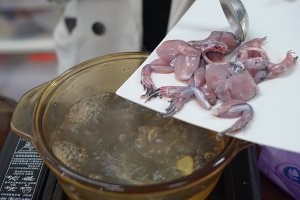 怎么做养生的田七丹参煲田鸡