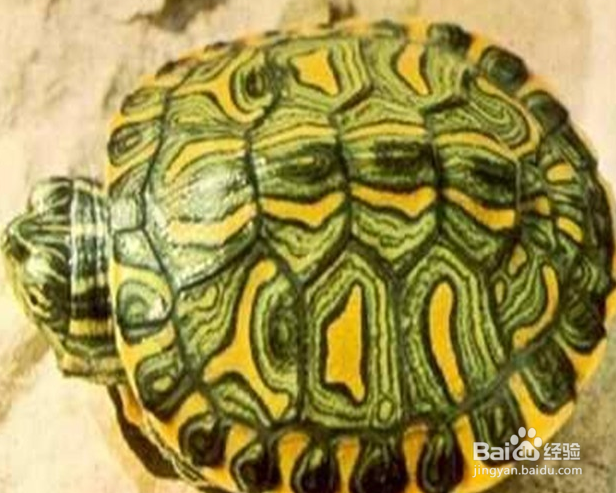 甜甜圈龟怎么养