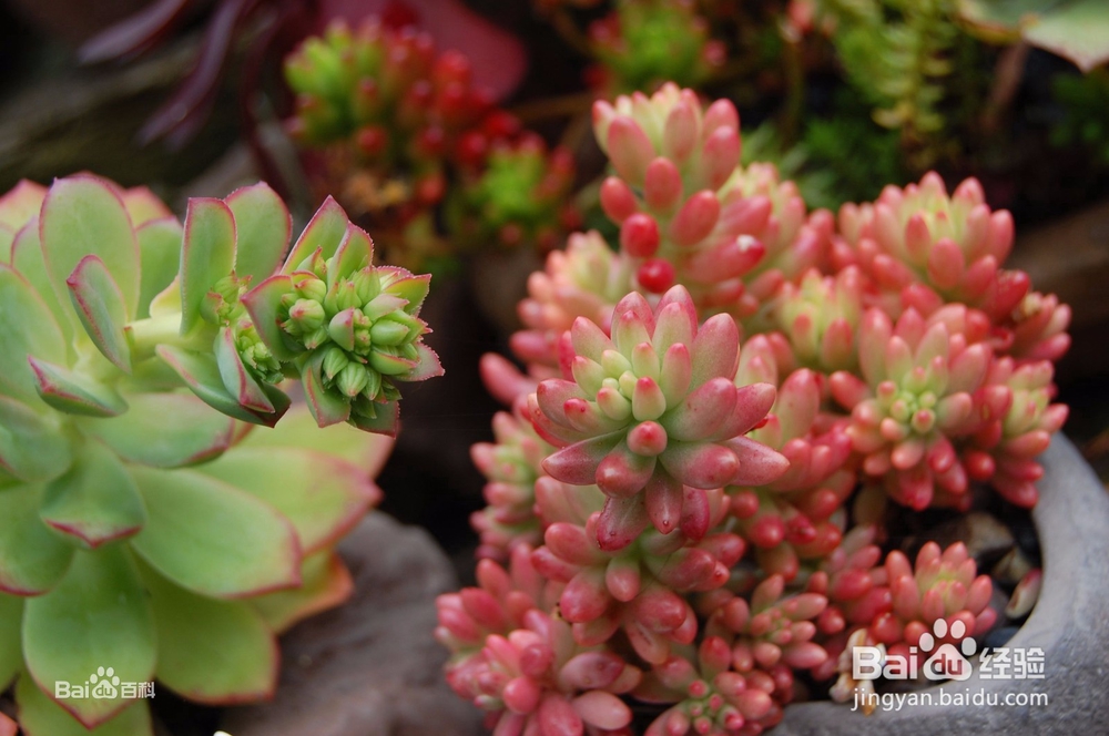 办公场所盆栽选择