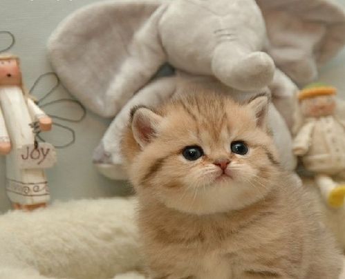 养猫要准备什么东西