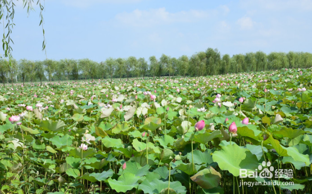 自驾洪泽湖观荷花