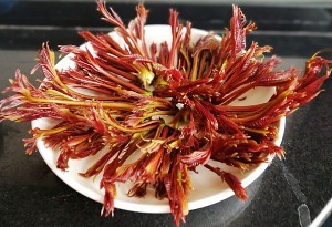 香椿鸡蛋饼的做法