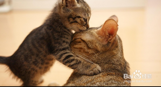 一碗面呢面呢面呢的汤