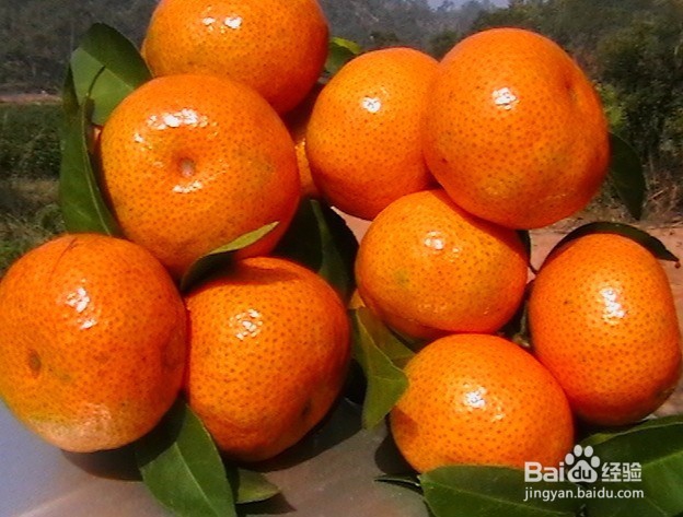 <b>常吃橘子对人体有哪些具体好处</b>