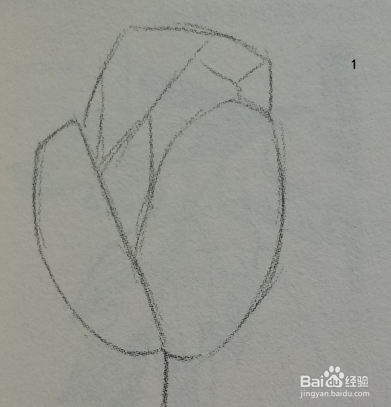 虞美人花苞的黑白线条绘制