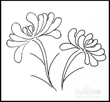 怎样画简笔画（花卉）：[9]菊花2