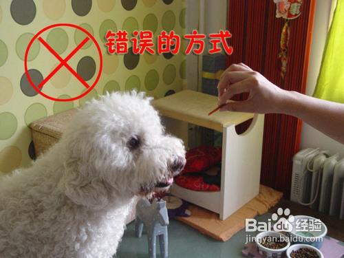 怎样喂爱犬泰迪犬才能避免被它误伤