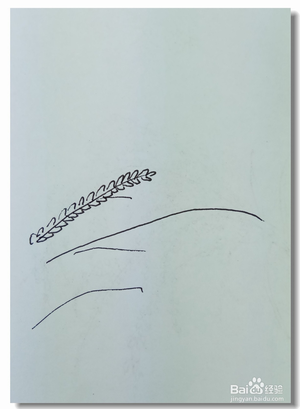 怎样画钢笔画”水稻“