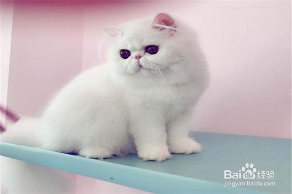 养波斯猫的注意事项？